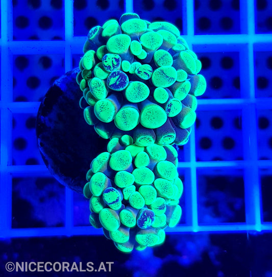 Euphyllia Paraancora 2 Heads