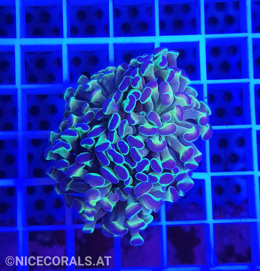 Euphyllia Hologram 2 Heads