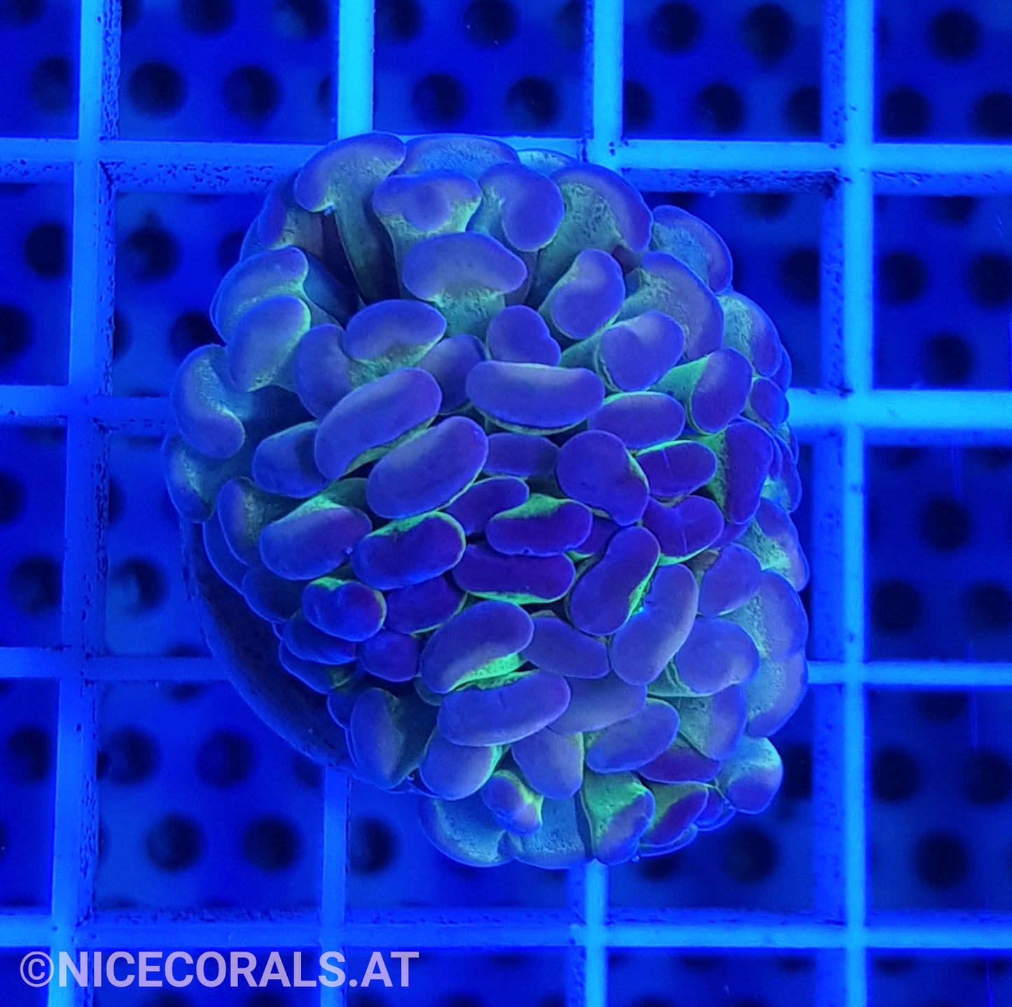 Euphyllia Paraancora Hologram Rainbow 1.5 Heads