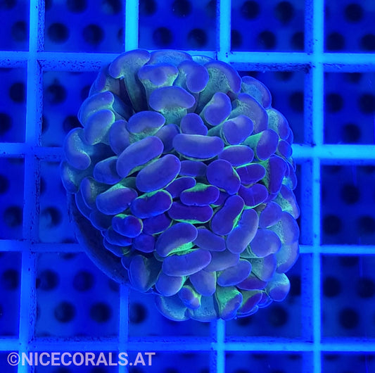 Euphyllia Paraancora Hologram Rainbow 1.5 Heads