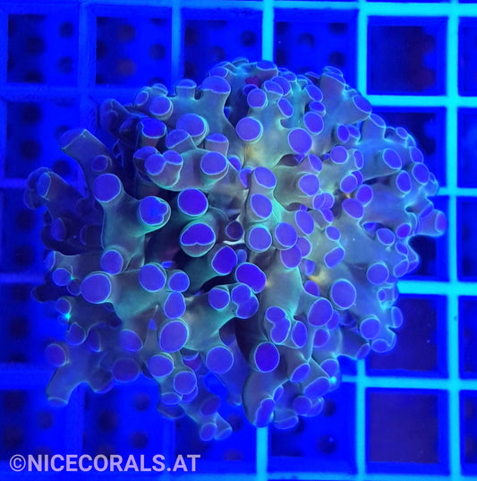 Euphyllia Paradivisa