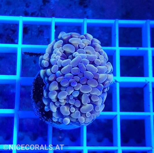 Euphyllia Paraancora Golden Nugget 2 Heads