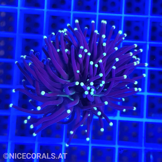 Euphyllia Black Torch 1 Head