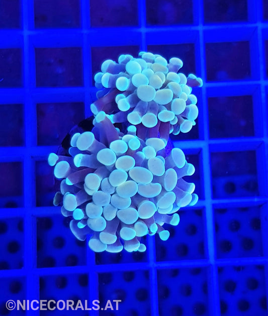 Euphyllia Paraancora