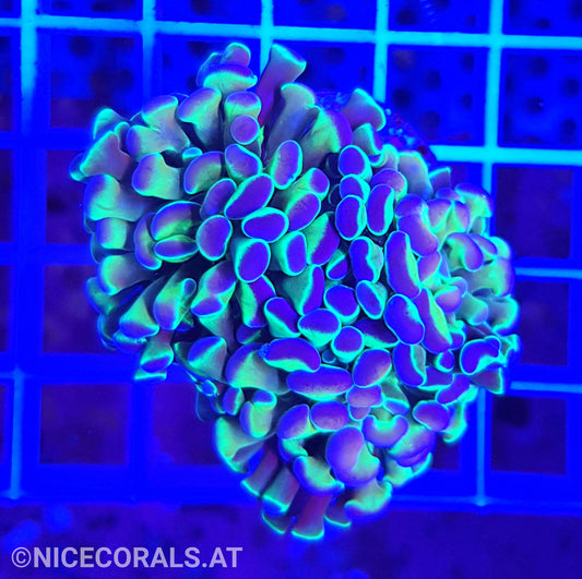 Euphyllia Paraancora Hologram 2 Heads