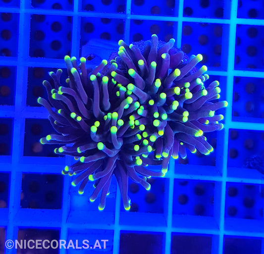 Euphyllia Black Torch 2 Heads