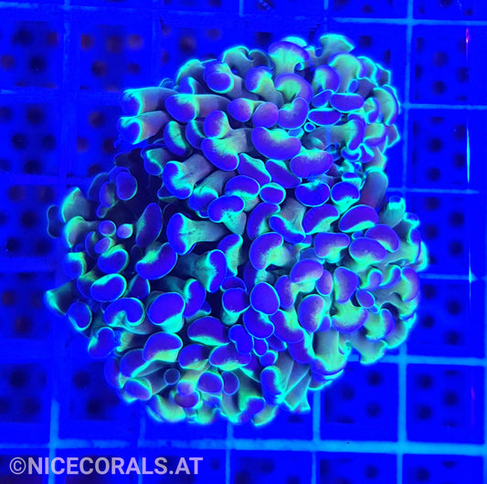 Euphyllia Paraancora Hologram 2 Heads