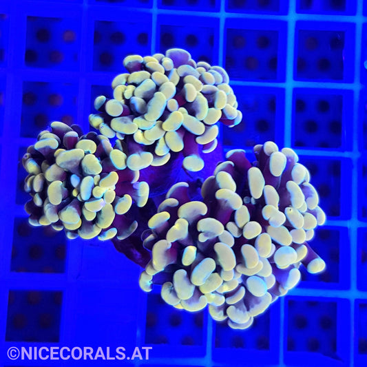 Euphyllia Paraancora Golden Nugget