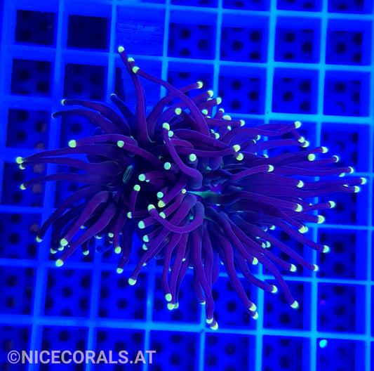 Euphyllia Black Torch 2 Heads