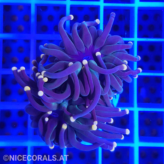 Euphyllia Black Torch 2 Heads