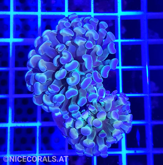 Euphyllia Paraancora Hologram Rainbow 2 Heads