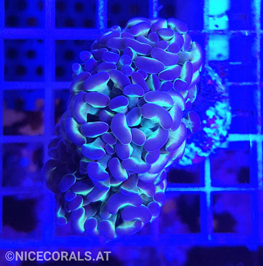 Euphyllia Paraancora