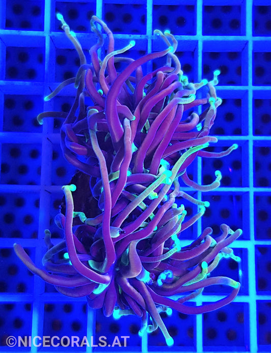 Euphyllia Dragonsoul 2 Heads