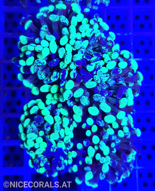 Euphyllia Paraancora