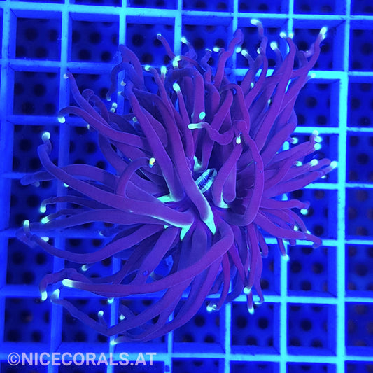 Euphyllia Black Torch