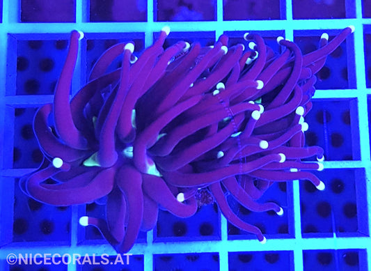 Euphyllia Black Torch 2 Heads