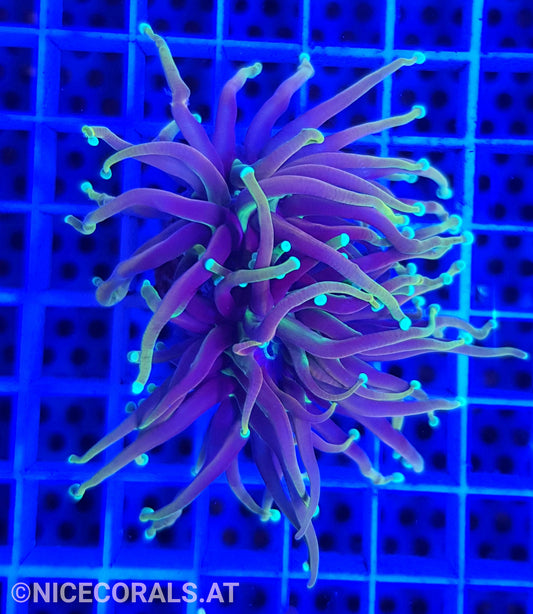 Euphyllia Dragonsoul 2 Heads