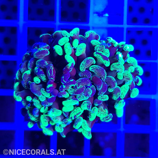 Euphyllia Paraancora