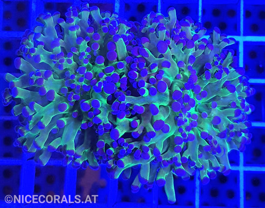 Euphyllia Paradivisa