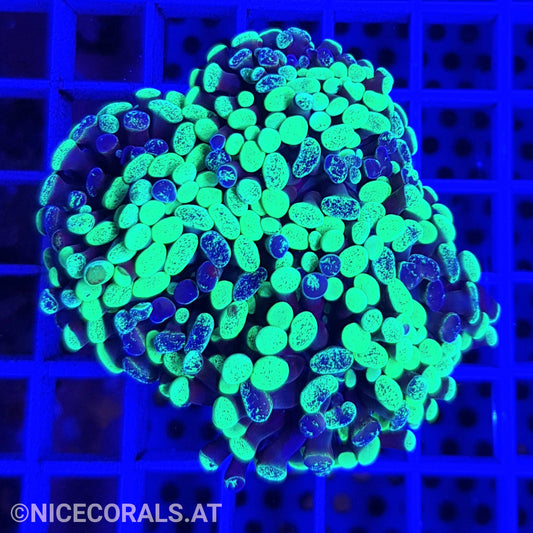 Euphyllia Paraancora
