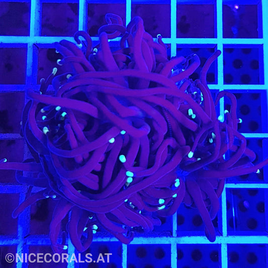 Euphyllia Black Torch 3 Heads