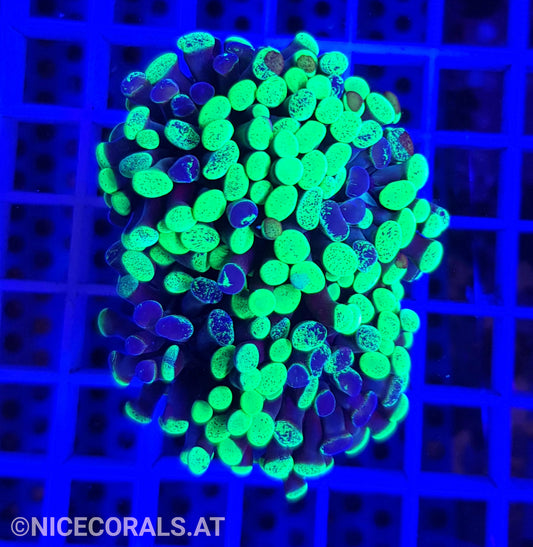 Euphyllia Paraancora