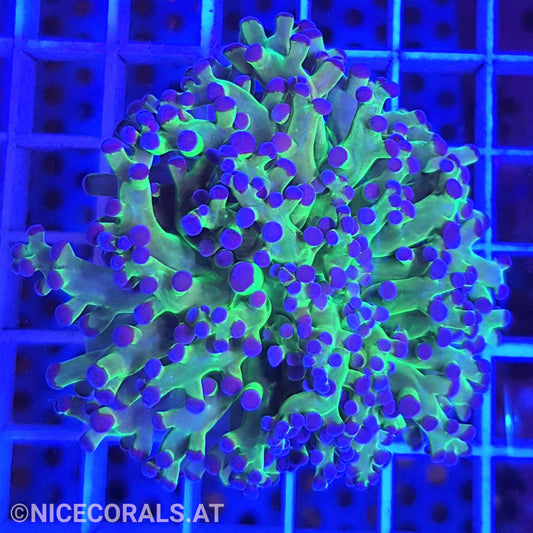 Euphyllia Paradivisa