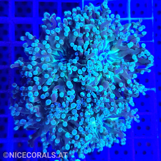 Euphyllia Paradivisa