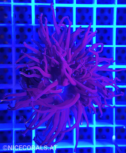Euphyllia Indo Torch 2 Heads
