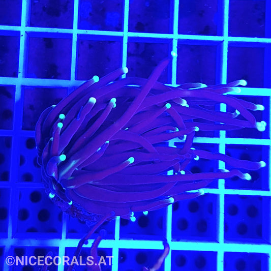 Euphyllia Black Torch 1 Head