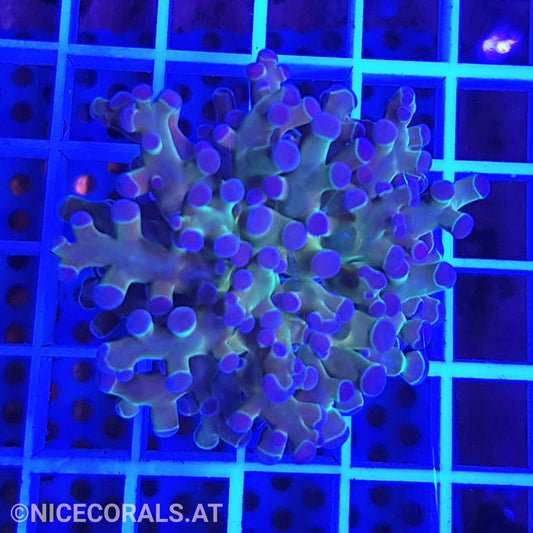 Euphyllia Paradivisa