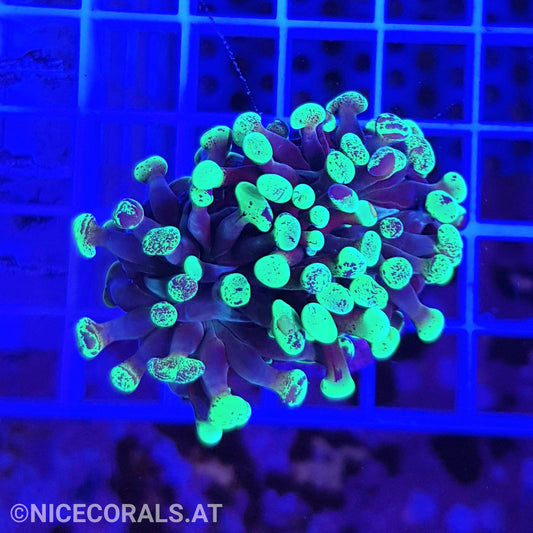 Euphyllia Paraancora