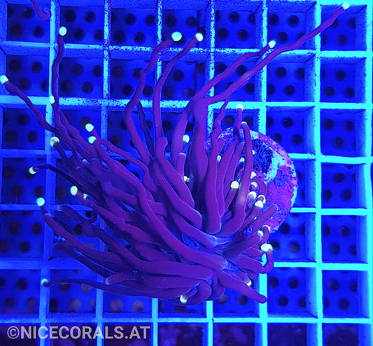 Euphyllia Black Torch 1 Head