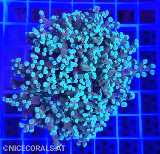 Euphyllia Paradivisa