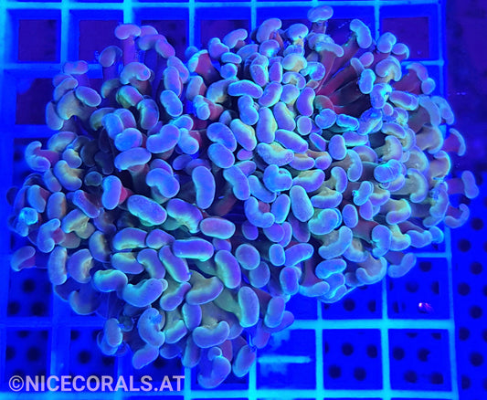 Euphyllia Paraancora