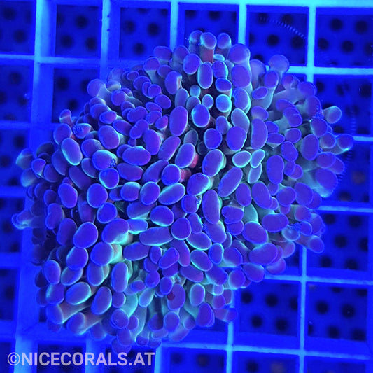 Euphyllia Paraancora