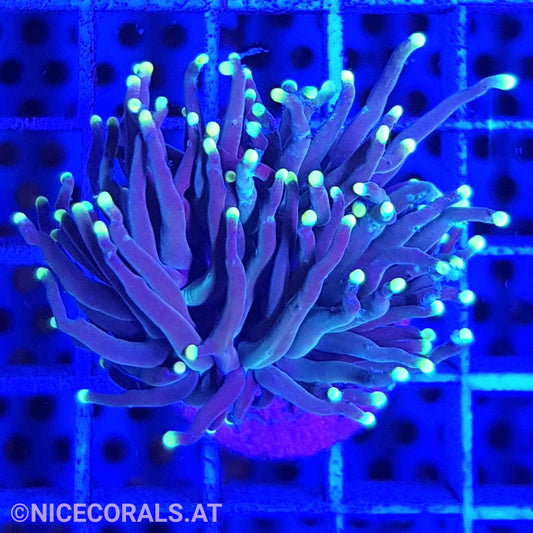 Euphyllia Black Torch 1 Head