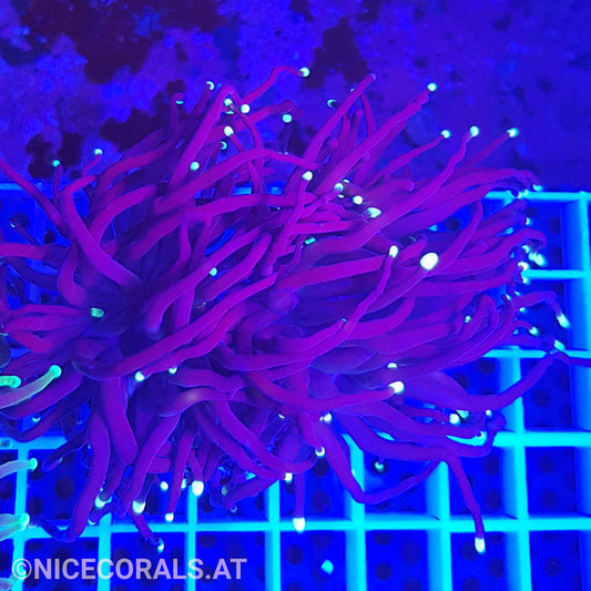 Euphyllia Black Torch 2 Heads