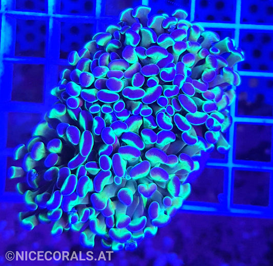 Euphyllia Paraancora Hologram 2 Heads
