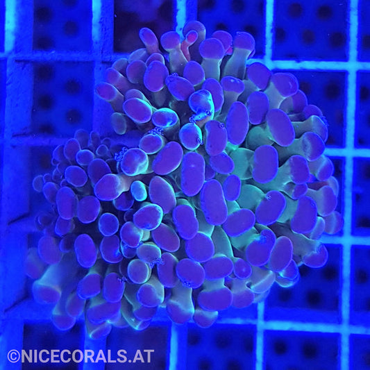 Euphyllia Paraancora