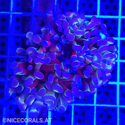 Euphyllia Paraancora