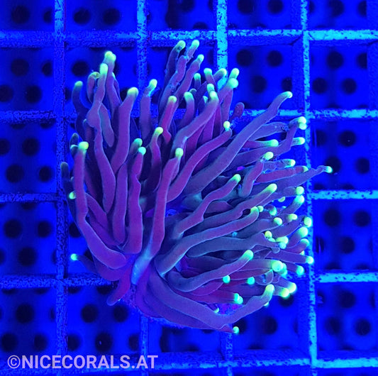 Euphyllia Black Torch 1 Head