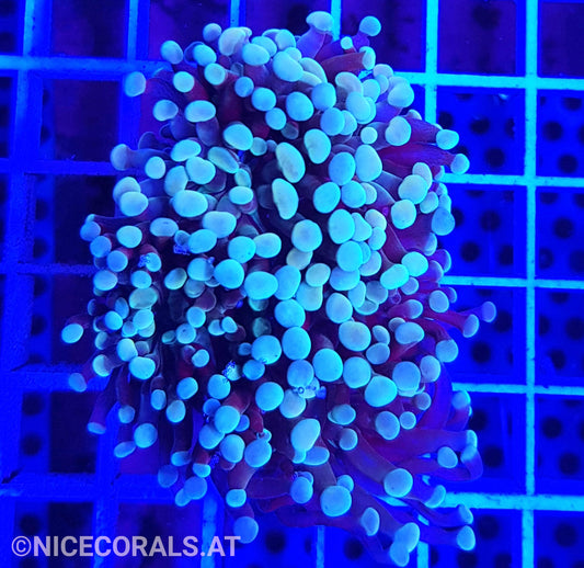 Euphyllia Paraancora