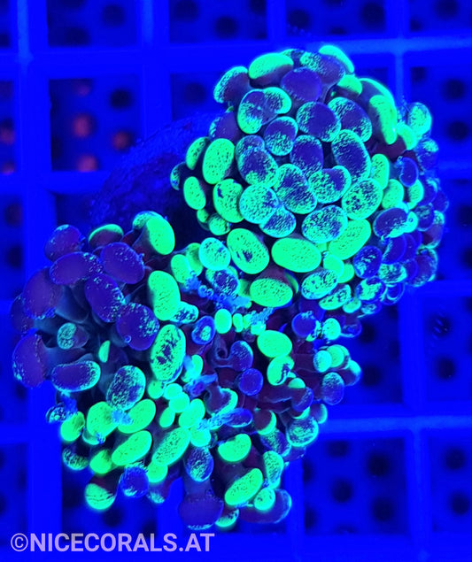Euphyllia Paraancora