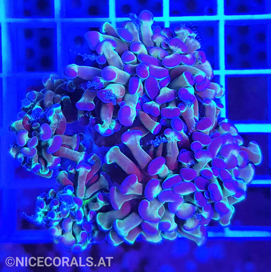 Euphyllia Paraancora