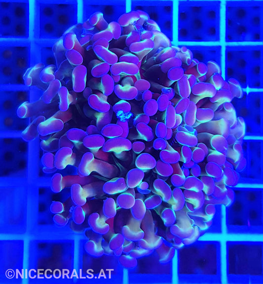 Euphyllia Paraancora