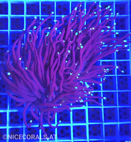 Euphyllia Black Torch 2 Heads
