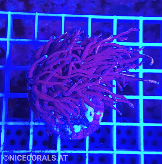 Euphyllia Indo Gold Torch 1 Head