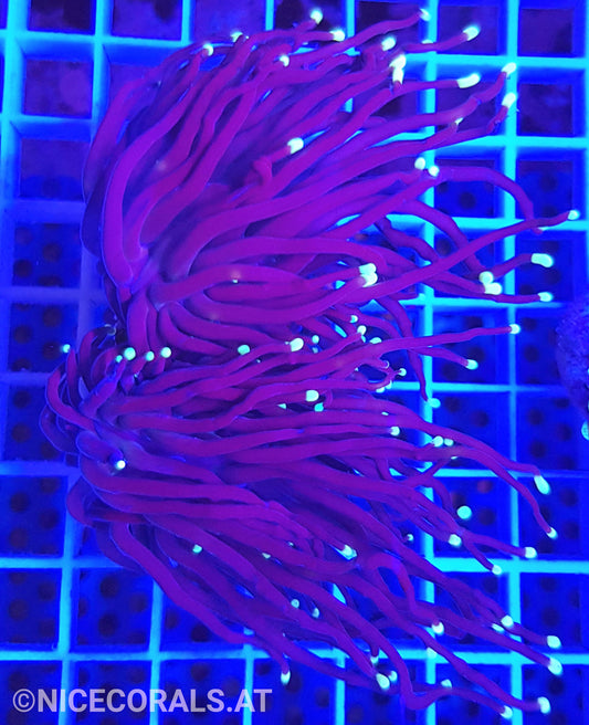 Euphyllia Black Torch 2 Heads