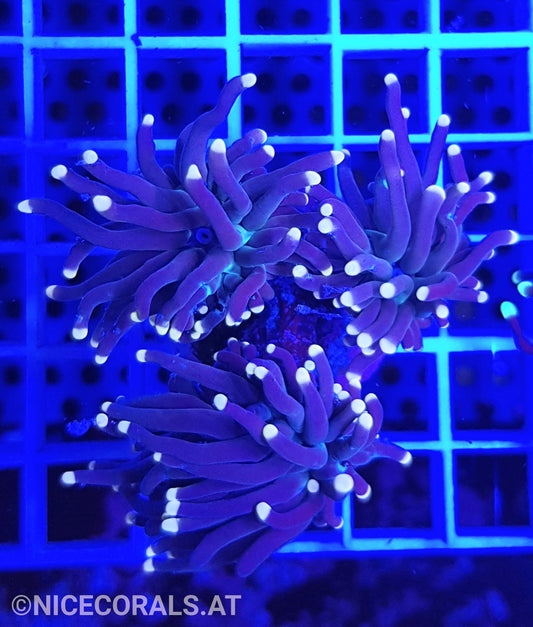 Euphyllia Black Torch 3 Heads